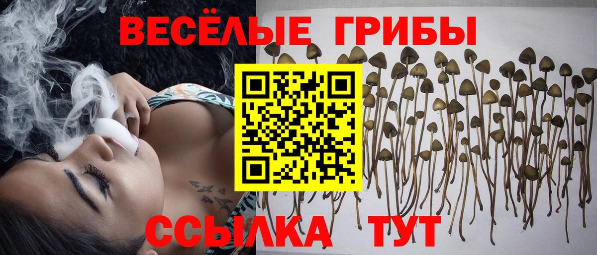 Псилоцибиновые грибы мицелий Псков